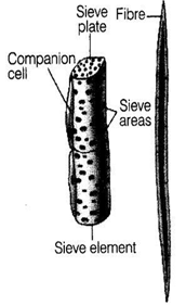 NCERT Exemplar Solutions Class 9 Science Tissues