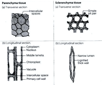 NCERT Exemplar Solutions Class 9 Science Tissues