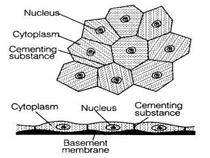 NCERT Exemplar Solutions Class 9 Science Tissues