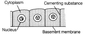 NCERT Exemplar Solutions Class 9 Science Tissues