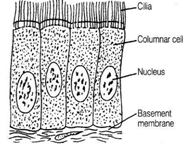 NCERT Exemplar Solutions Class 9 Science Tissues