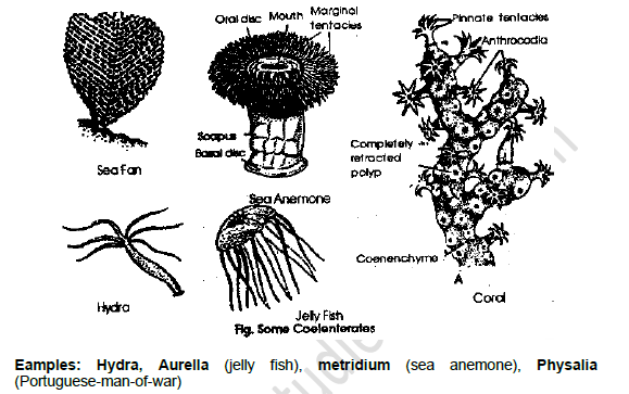 NEET-Biology-Kingdom-Animalia-Revision-Notes_0 1