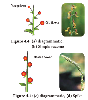 NEET-Botany-Reproductive-Morphology-Chapter-Notes 5