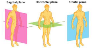 Notes CBSE Class 12 Physical Education Kinesiology Biomechanics and Sports