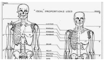 Notes CBSE Class 12 Physical Education Physiology and Sports
