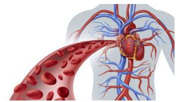 Notes CBSE Class 12 Physical Education Physiology and Sports
