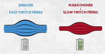 Notes CBSE Class 12 Physical Education Physiology and Sports