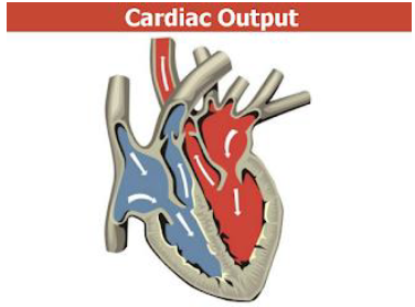 Notes CBSE Class 12 Physical Education Physiology and Sports