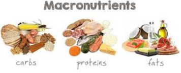 Notes CBSE Class 12 Physical Education Sports and Nutrition-A2