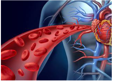 Notes CBSE Class 12 Physical Education Yoga and Lifestyle-A