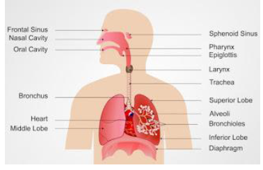 Notes CBSE Class 12 Physical Education Yoga and Lifestyle