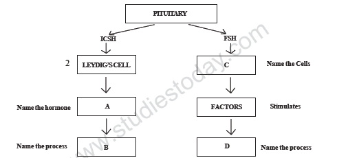 CBSE Class 12 Biology Sample Paper 2013 (4) 2