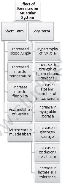 Class 12 Physical Education Physiology And Injuries In Sports_10
