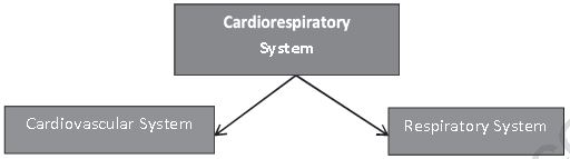 Class 12 Physical Education Physiology And Injuries In Sports_4