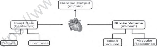 Class 12 Physical Education Physiology And Injuries In Sports_7
