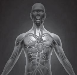 Class 12 Physical Education Physiology And Injuries In Sports_8