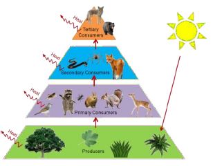 ""CBSE-Class-10-Biology-Our-Environment-Management-Of-Natural-Resources-5