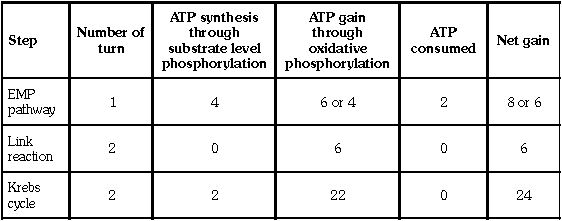 ""CBSE-Class-11-Biology-Respiration-In-Plants-7