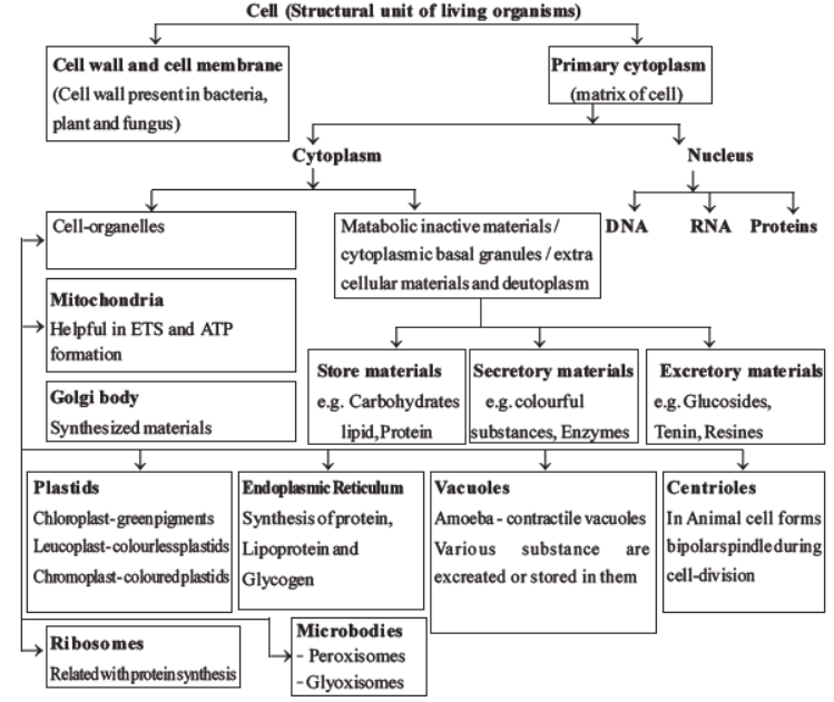 neet-biology-cell-structure-and-function-mcqs-set-b
