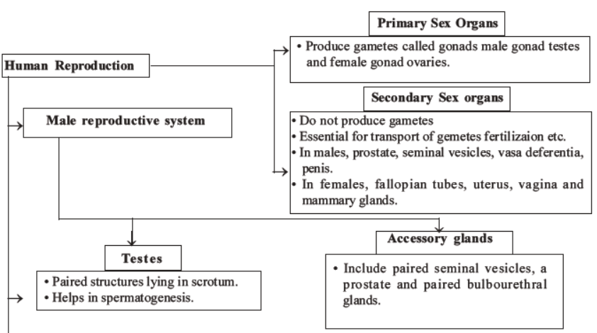 NEET-Biology-Human-Reproduction-MCQs-Set-A