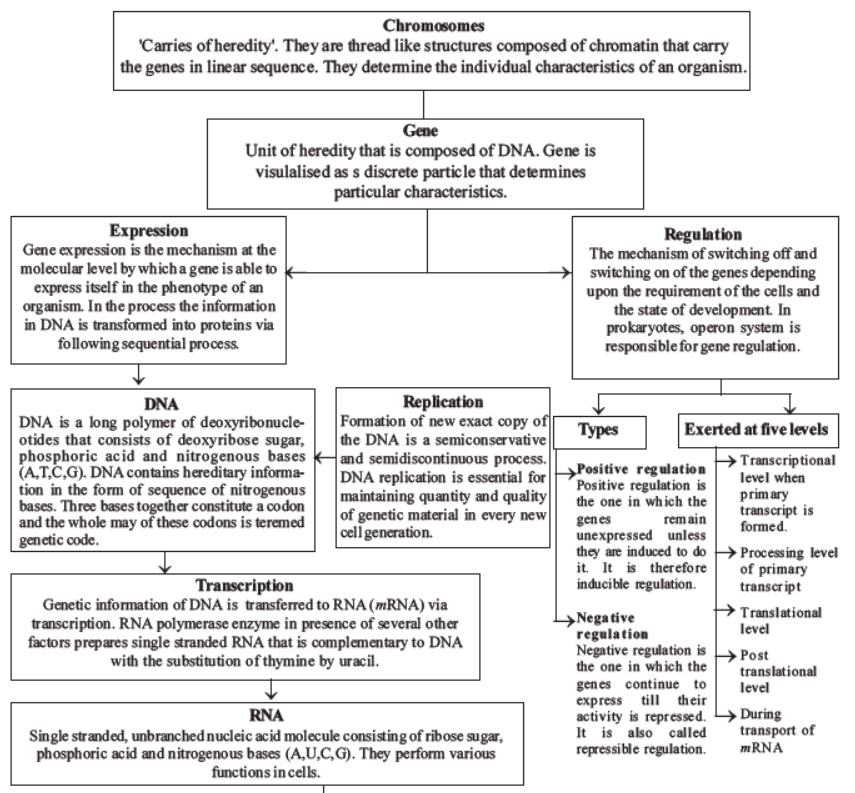 neet-biology-molecular-basis-of-inheritance-mcqs-set-a