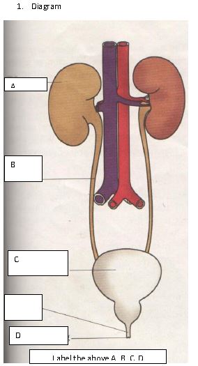 ""CBSE-Class-7-Science-Revision-Worksheet-Set-E-3