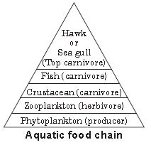 ""CBSE-Class-10-Science-Our-Environment-Notes-1