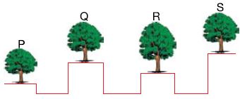 ""CBSE-Class-1-NSO-Olympiad-MCQs-with-Answers-Set-A-22