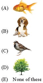 ""CBSE-Class-2-IOS-Olympiad-MCQs-with-Answers-Set-A-11