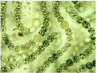 ""NEET-Biology-Biological-Classification-Notes-2