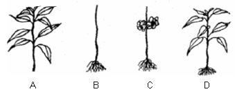 ""CBSE-Class-3-General-Knowledge-Plants-MCQs-8