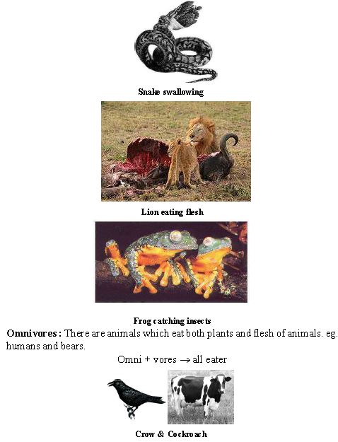 ""CBSE-Class-6-Science-Food-Where-Does-It-Come-From-Worksheet-Set-A-1