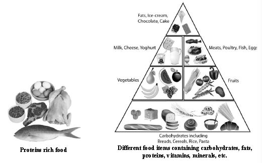 ""CBSE-Class-6-Science-Food-Where-Does-It-Come-From-Worksheet-Set-A