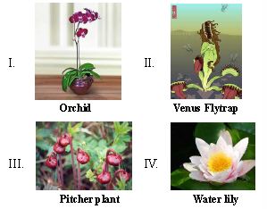 ""CBSE-Class-6-Science-Food-Where-Does-It-Come-From-Worksheet-Set-I