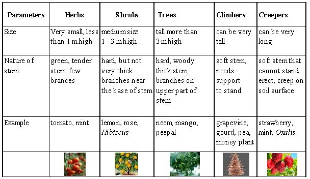 ""CBSE-Class-6-Science-Getting-To-Know-Plants-Worksheet-Set-C-6