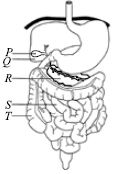 ""CBSE-Class-7-Science-NSO-Olympiad-MCQs-with-Answers-Set-H-25