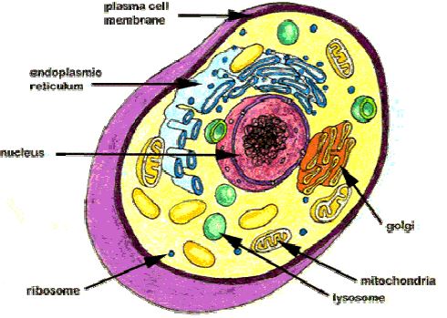 ""CBSE-Class-9-Biology-The-Fundamental-Unit-Of-Life-Worksheet-Set-C-1