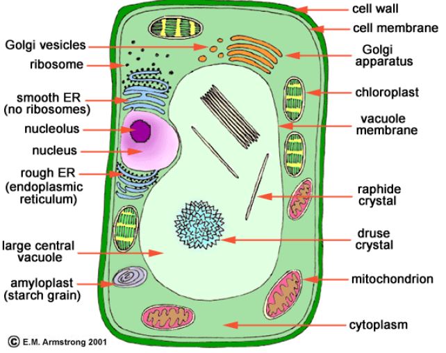 ""CBSE-Class-9-Biology-The-Fundamental-Unit-Of-Life-Worksheet-Set-C-2