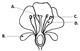 ""CBSE-Class-8-Science-Conservation-Of-Plants-And-Animals-Worksheet-9