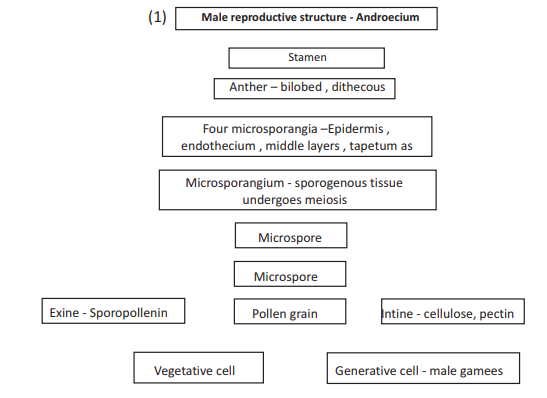cbse_class_12_biology_sexual_2