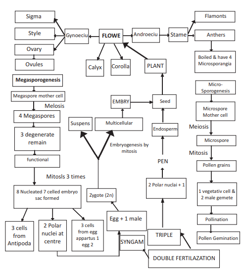 cbse_class_12_biology_sexual_5