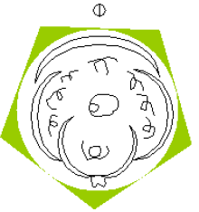 NCERT Class 11 Biology Morphology of Flowering Plants Important Notes1