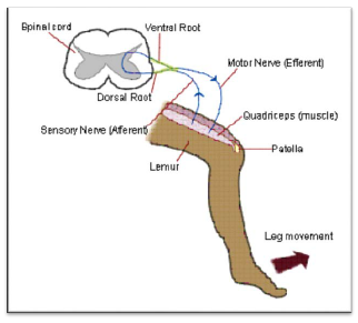 NCERT Class 11 Biology Nervous Control and Coordination Important Notes3