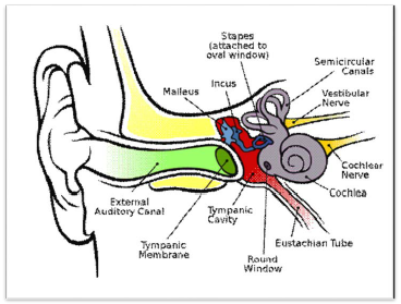 NCERT Class 11 Biology Nervous Control and Coordination Important Notes5