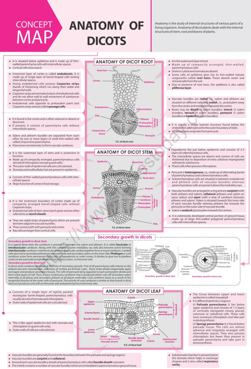 NEET Biology Anatomy of Dicots Concept Map