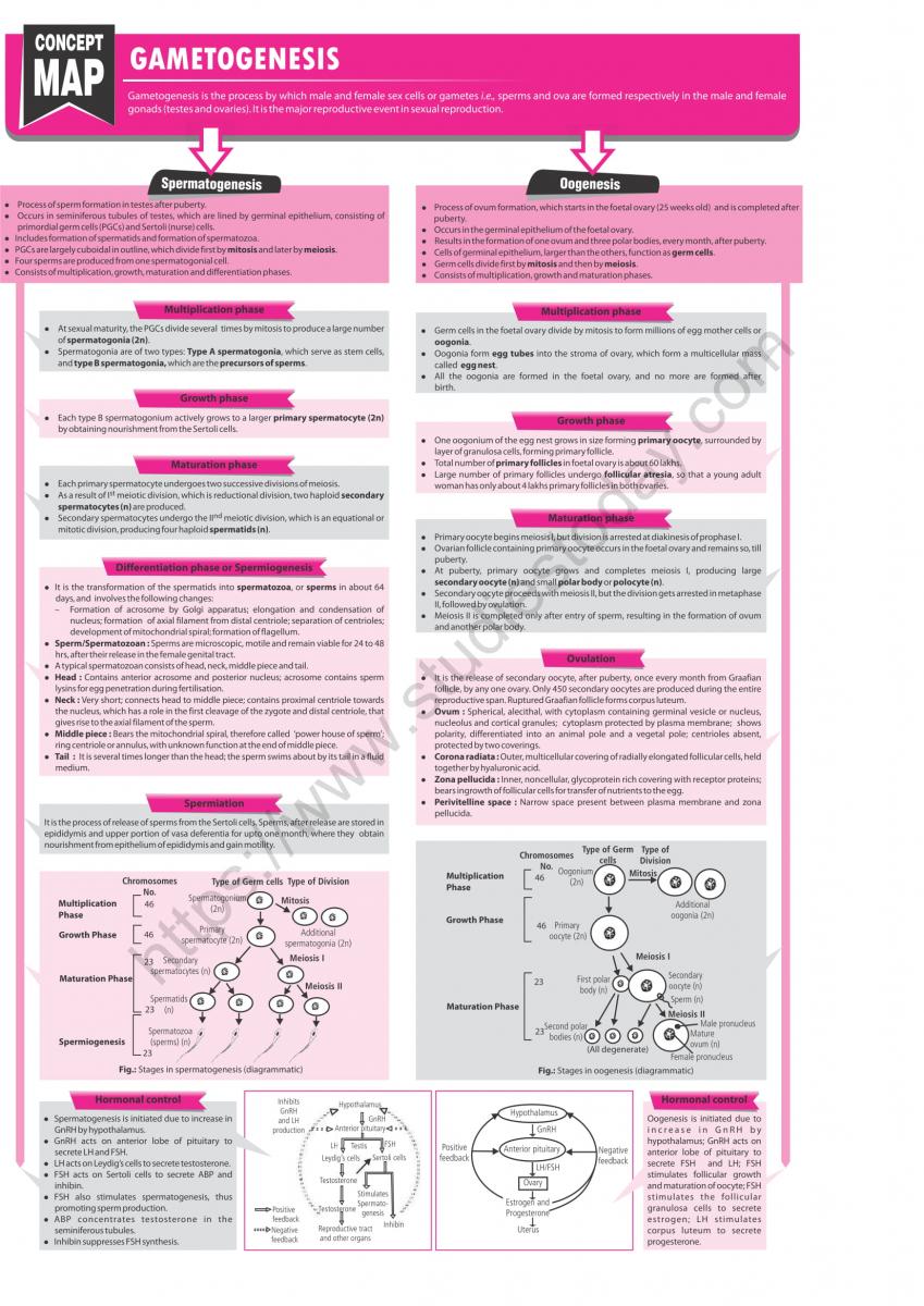NEET Biology Gametogenesis Concept Map