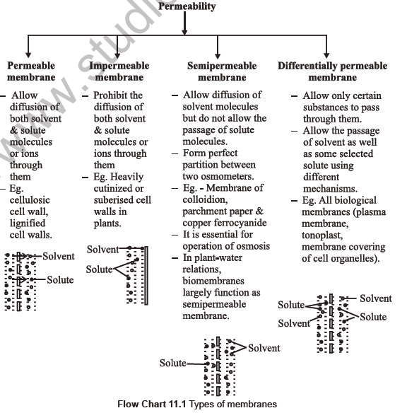 NEET Biology Transport in Plants Notes