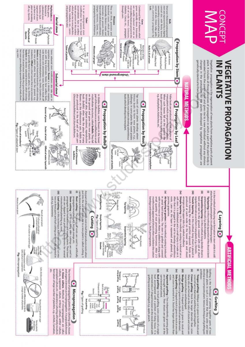 NEET Biology Vegetative Propagation in Plants Concept Map