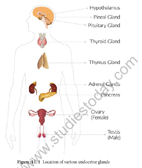 NEET Zoology Chemical Coordination and Integration Chapter Notes