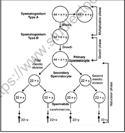 NEET Biology Embryology Chapter Notes